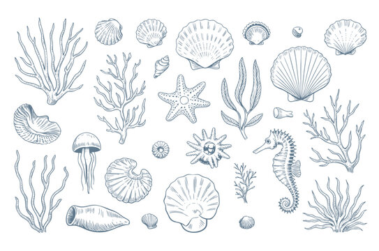 Vintage marine life collection with coral seashell and seahorse ink sketch style isolated.