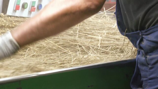 The process of making fabric from linen - sorting. Short flax fiber. Flax fiber as it is used in paper industry and for making linen cloth
