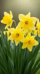 Fototapeta premium Close-up of yellow daffodil flower with green leaf, conveying vibrant, fresh, and natural sensation, suitable for spring, garden, or floral concepts