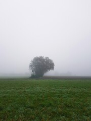 lonely tree in the meadow on a foggy day