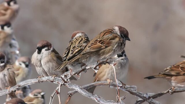 Little sparrows sit on the icy branches of lemongrass and grapes near the old building. Birds in the city in winter.