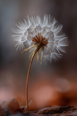 a close-up of a dandelion seed head on forest soil, macro photography,