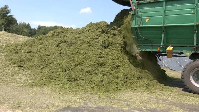 Tractor unloading silage on farm, Fermented feed for food of cow. Compacting silo from fresh harvest chopped maize. Trenches for silage harvesting. Preparation of feed for livestock feeding

