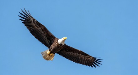 Obraz premium Eagle Flying in Blue Sky, Freedom and Wildlife Bird of Prey Background