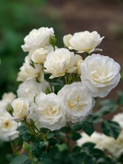 Obraz premium Pristine White Roses in a Garden. Pretty white rose in summer