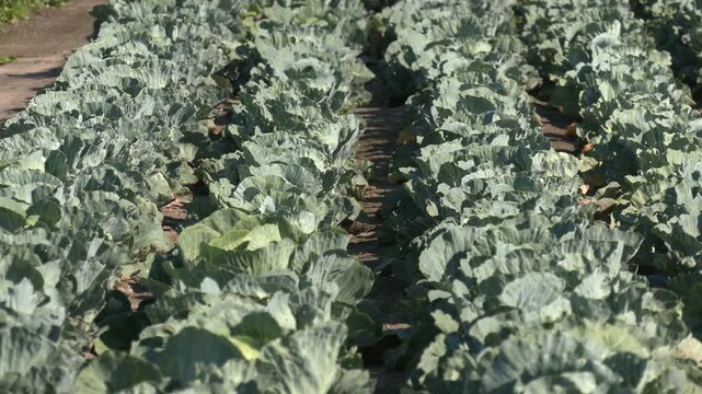 Green cabbage and aphid in vegetable garden. Cabbages growing in the field.Cabbage grows in an agricultural field. Close-up of a large green cabbage. Cultivation of cabbage.