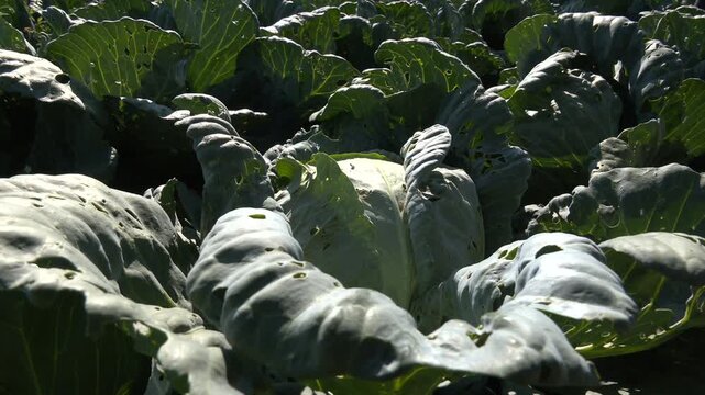 Green cabbage and aphid in vegetable garden. Cabbages growing in the field.Cabbage grows in an agricultural field. Close-up of a large green cabbage. Cultivation of cabbage.