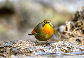 Fototapeta premium Close-up of Red-billed Leiothrix (Leiothrix lutea) in a jungle stream.