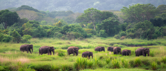 Elephants grazing lush landscapes Sri Lanka nature minimal