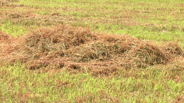 Hay making, agriculture, meadows drying hay agricultural activity. 

