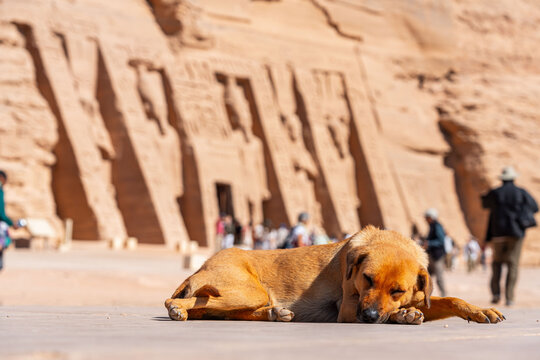 Stray Dog Sleeping in Front of the Ancient Great Temple of Abu Simbel in Aswan Egypt