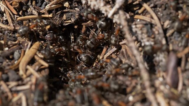 Close-up view of a busy anthill with many ants working together in their natural habitat