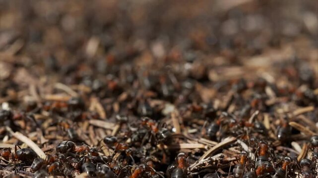 Close-up macro view of a busy colony of red and black ants working together on the forest floor