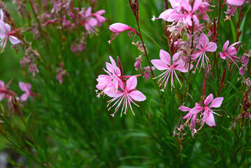 Fototapeta premium 庭に咲くピンクのガウラの花 アップ