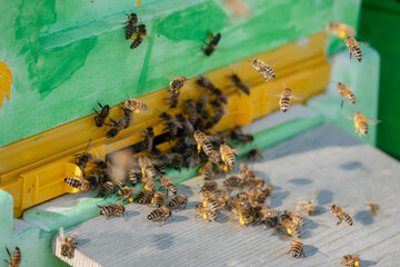 Honigbienen im Anflug auf das Flugloch