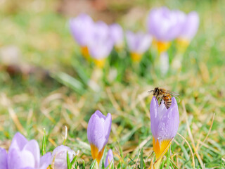 Biene auf Bl&uuml;te von Krokus Seitenansicht