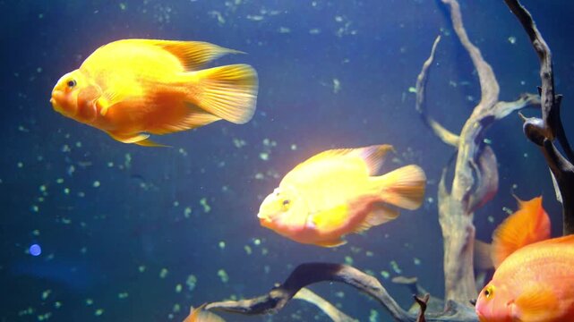 Several bright orange Blood Parrot Cichlids swim among intricate branches underwater in a large fish tank.