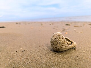 coral fossils carried by the waves on the beach  1 © Rudi