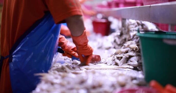 Food manufacturing industry. Worker working in canned food factory. Food industry. Canned fish factory. Worker's hand holding sardine to cutting head. Worker in food processing production line. 