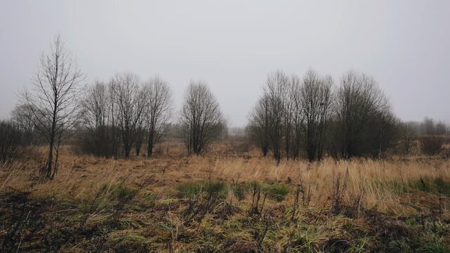 Snow has recently fallen on the outskirts of the forest and yellow grass and leafless trees are visible.
