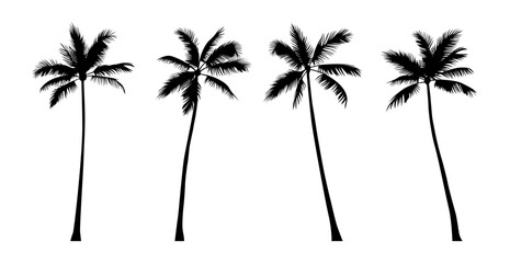 Vector set of black realistic silhouettes of palm trees isolated on white background © Kateina