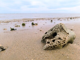 coral fossils carried by the waves on the beach  2 © Rudi