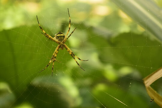Grandiosa aranha tropical amarela em sua teia coberta por orvalhos ap&oacute;s a chuva