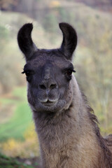 Porträt eines Lamas mit markanten dunklen Ohren vor einem unscharfen natürlichen Hintergrund © Mike