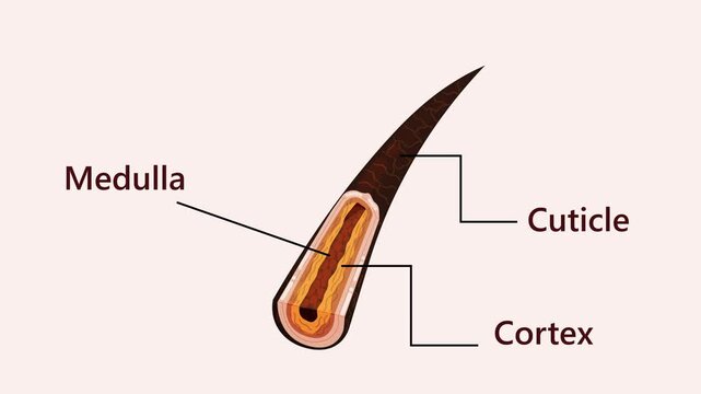 Educational vector diagram of human hair internal layers