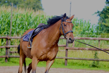 Obraz premium Brown Horse Exercising on Lunge Line Outdoors
