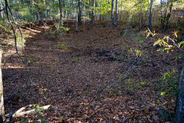 Mars Bluff impact crater depression in forest floor © Joseph Creamer