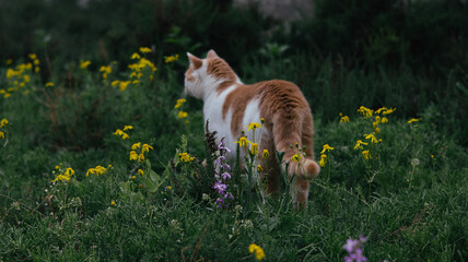 Cat Sitting Among Wildflowers Field © Евгения Мироненко