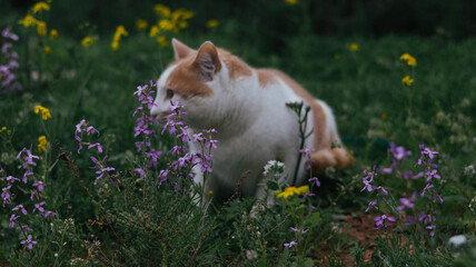 Cat Sitting Among Wildflowers Field © Евгения Мироненко