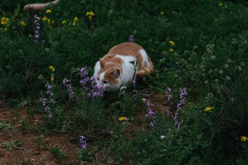 Cat Sitting Among Wildflowers Field © Евгения Мироненко