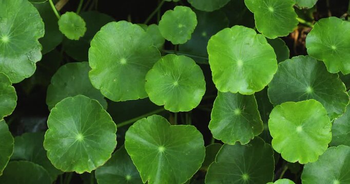 Close-up video of fresh Centella asiatica leaves, herbal medicine and wellness concept.