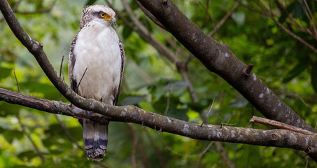 Obraz premium Juvenile crested serpent eagle with white plumage perched on branch, Ishigaki Okinawa Japan