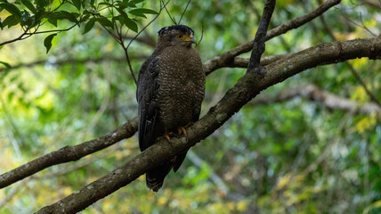 Crested serpent eagle perched on a tree branch in tropical forest, Ishigaki Okinawa Japan