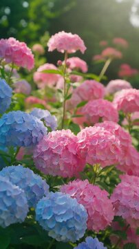 Hydrangeas in garden with sunlight shining.
