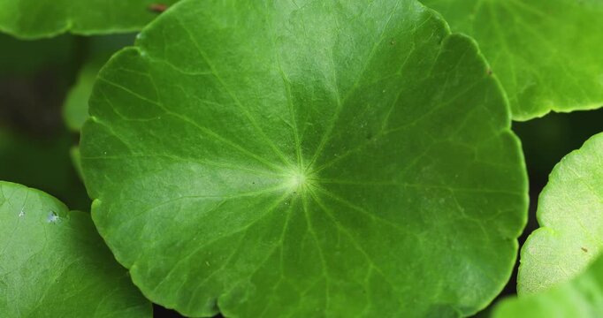 Close-up video of fresh Centella asiatica leaves, herbal medicine and wellness concept.