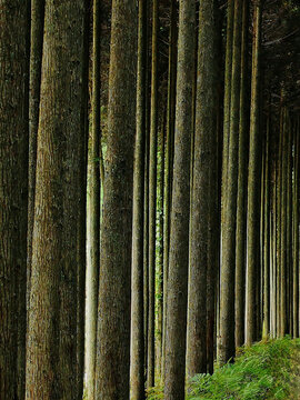 Dense forest with tall parallel tree trunks in summer