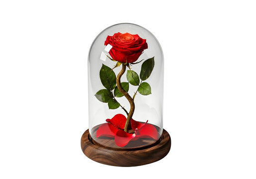 A single red rose under a glass dome on a black base with scattered petals isolated on transparent background