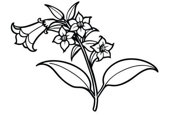 penstemon silhouette line art vector illustration