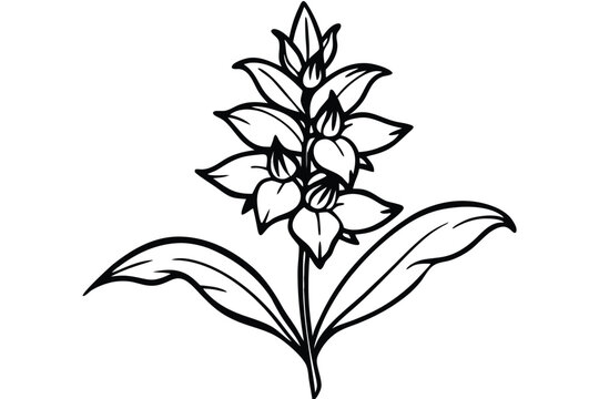 penstemon silhouette line art vector illustration
