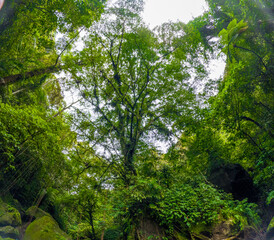 Fototapeta premium Green trees covered in moss and orchids grow tall in the middle of the forest.