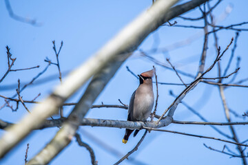 Bombycilla garrulus bird