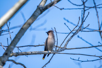 Bombycilla garrulus bird