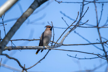 Bombycilla garrulus bird