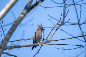 Bombycilla garrulus bird
