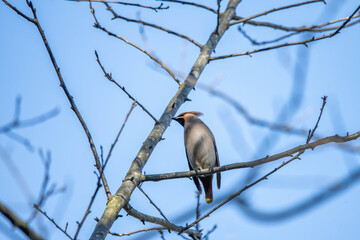 Bombycilla garrulus bird