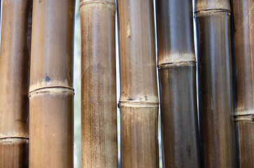 Close-up of bamboo poles tied together to form a wall. The wall is illuminated by sunlight.